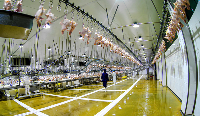 250-周正顺-全发国际肉鸡加工车间(1)