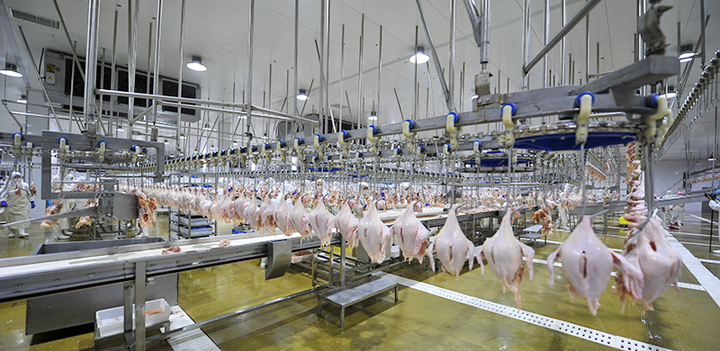 全发国际肉鸡出产屠宰线(1)